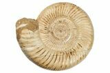 Jurassic Ammonite (Perisphinctes) - Madagascar #191596-1